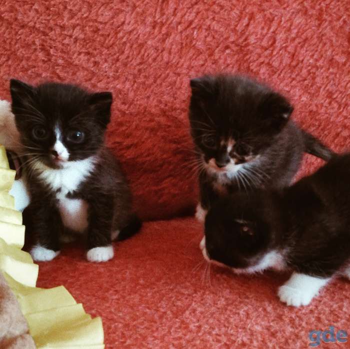 Котята, фотография 4