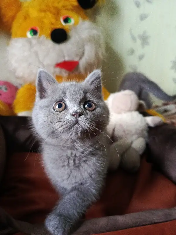 Продаю шотландских котят, фотография 1