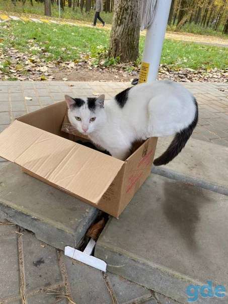 Котик ищет дом, фотография 1