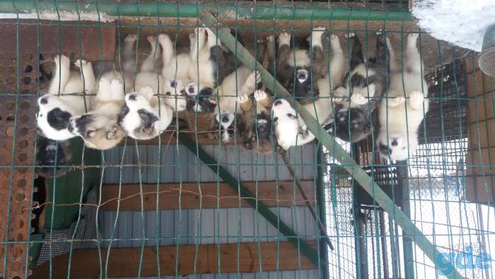 Продам продаются замечательные щенки, фотография 1
