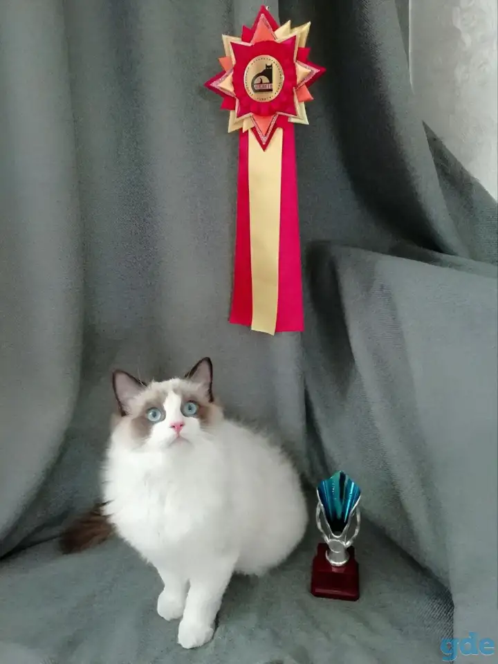 Котёнок Рэгдолл в любящую семью, фотография 7