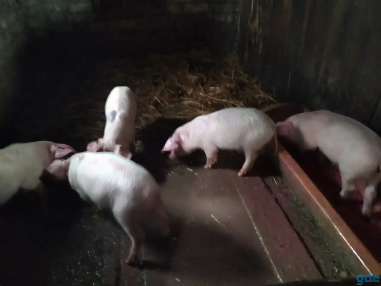 Парасята, фотография 6