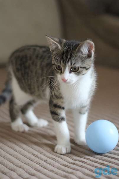Котенок ищет дом, фотография 2