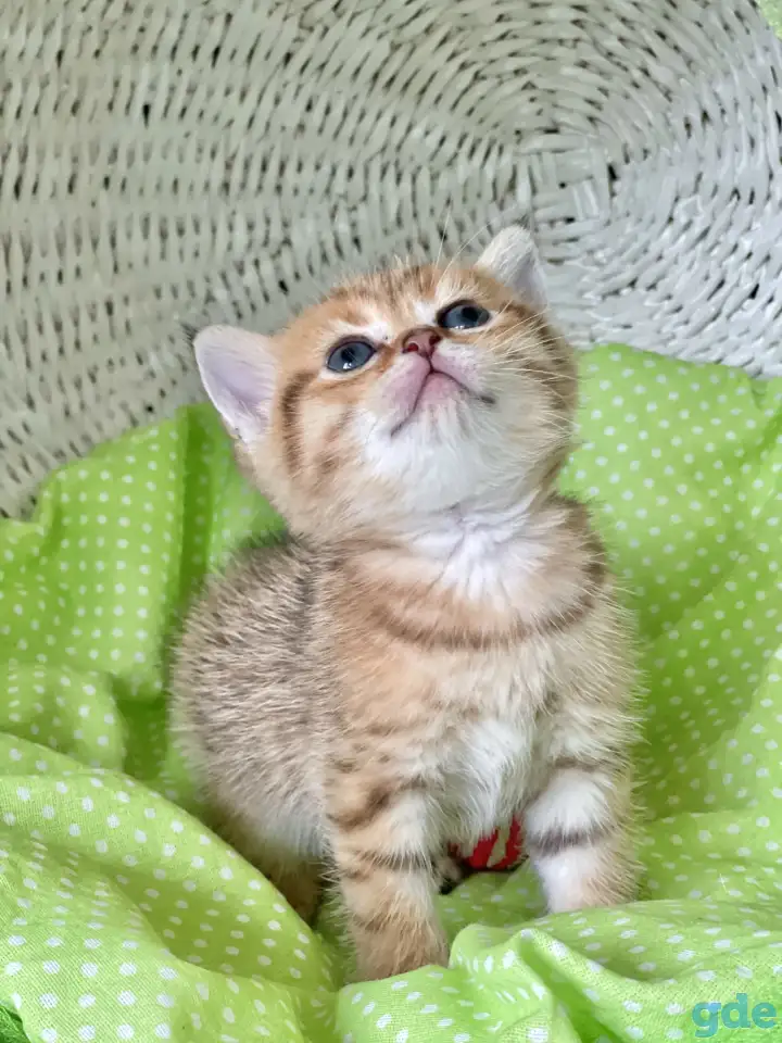 Шотландские котята ЗОЛОТАЯ ШИНШИЛЛА, фотография 6