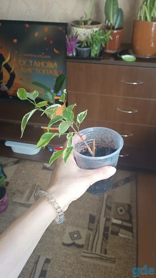 Фикус, фотография 1