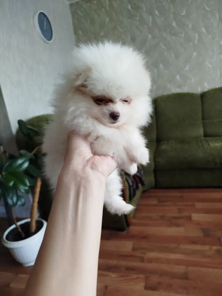 Щенки шпица, фотография 3