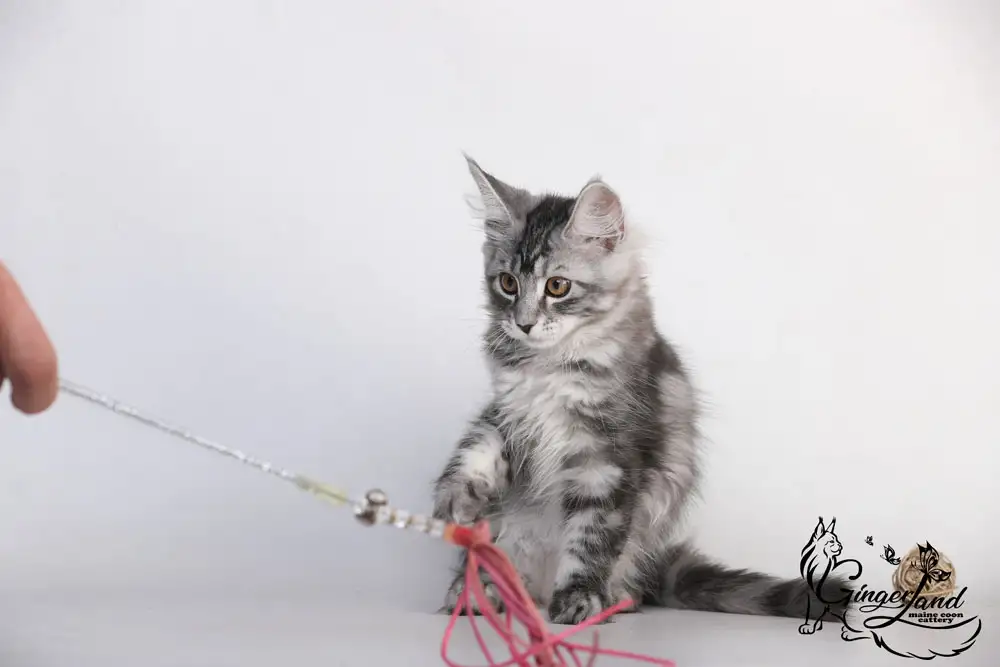 Котята Мейн-кун из питомника, фотография 3