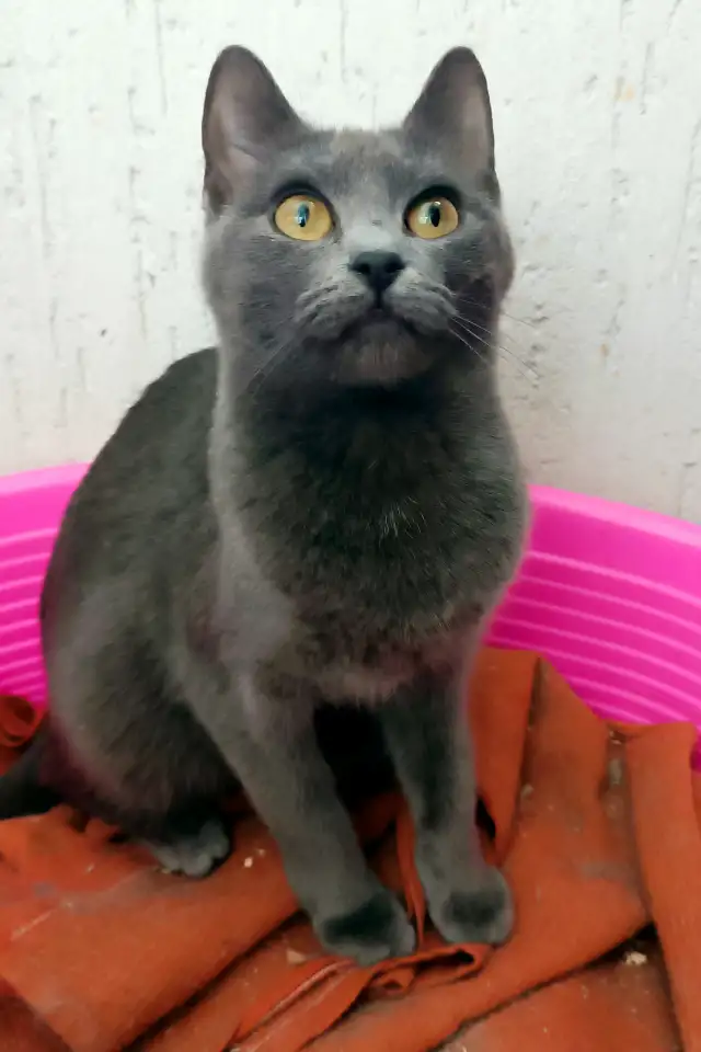 Энни - Аля русская голубая кошка, фотография 4