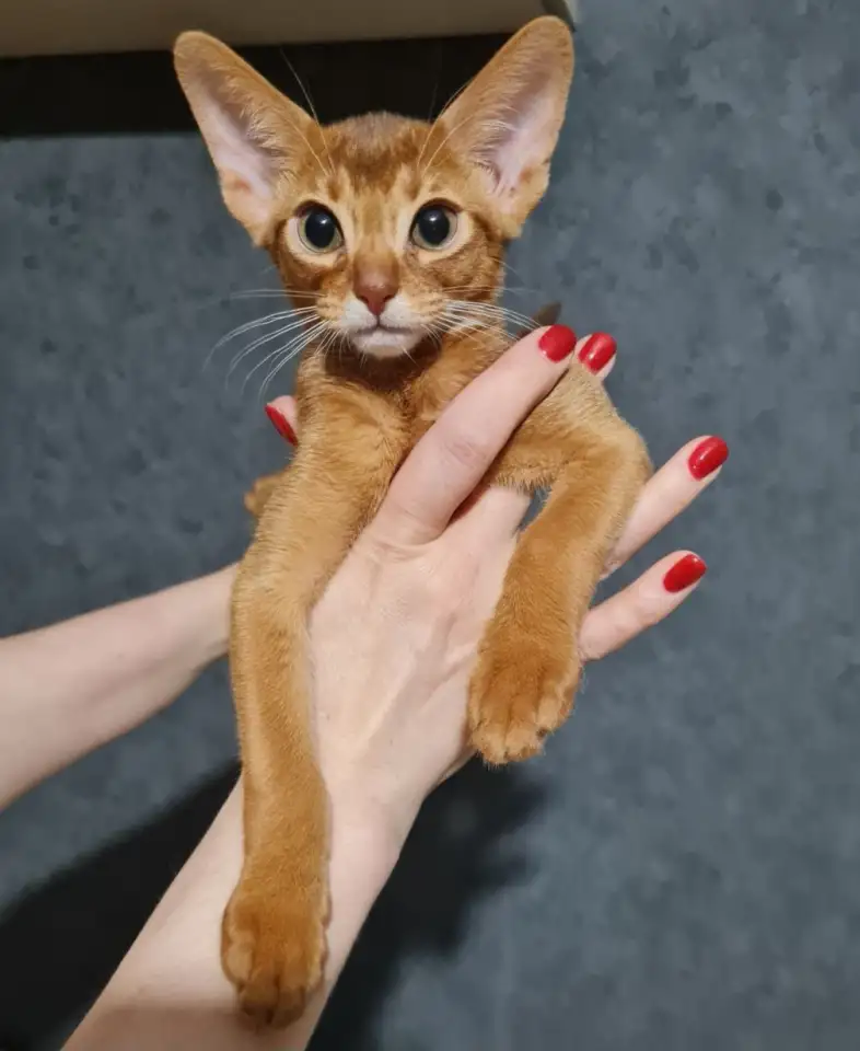 Котята, фотография 9