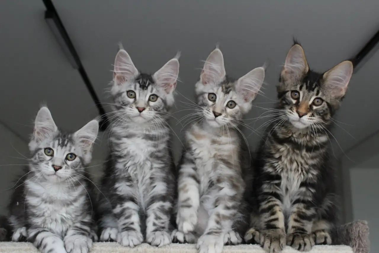 Котята мейн кун!, фотография 1