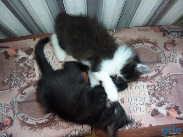 Котята, фотография 4