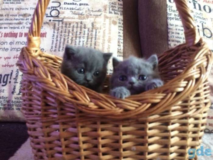 Британские короткошерстные котята, фотография 5