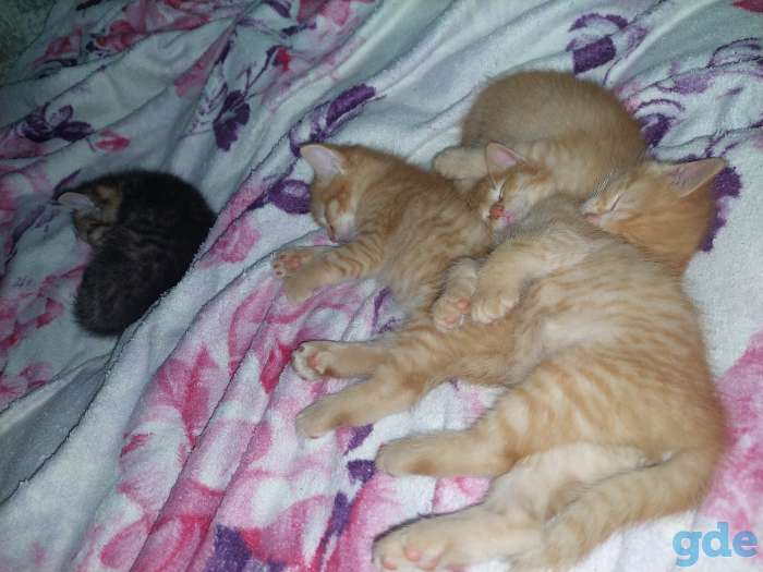Отдам котят в добрые руки., фотография 5