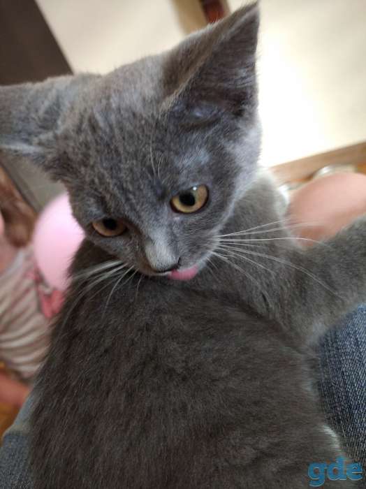 Милые котята, фотография 2