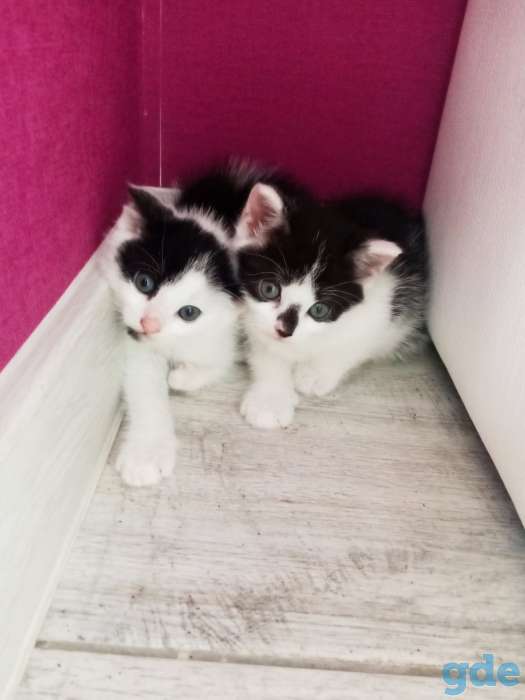 Котенок 2,5 месяца в добрые руки, фотография 2