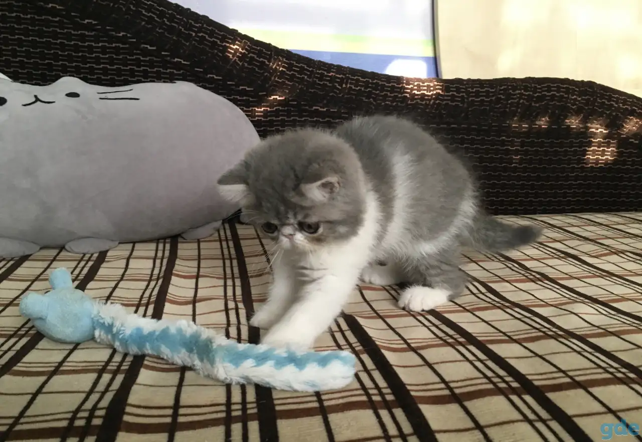 Экзотические короткошёрстные котята, фотография 3