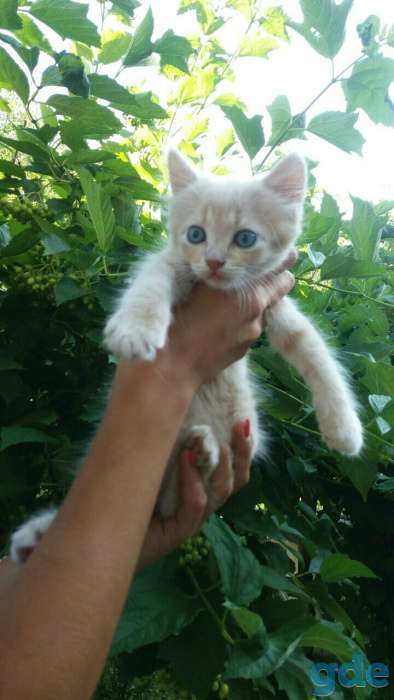 Уникальный котёнок, фотография 1