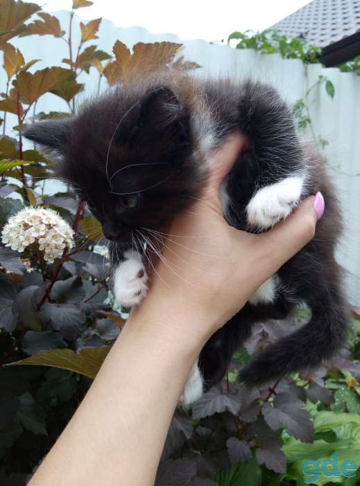 Отдам котят в хорошие руки, фотография 5