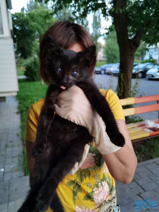 Котенок Анфиса ищет дом!, фотография 4