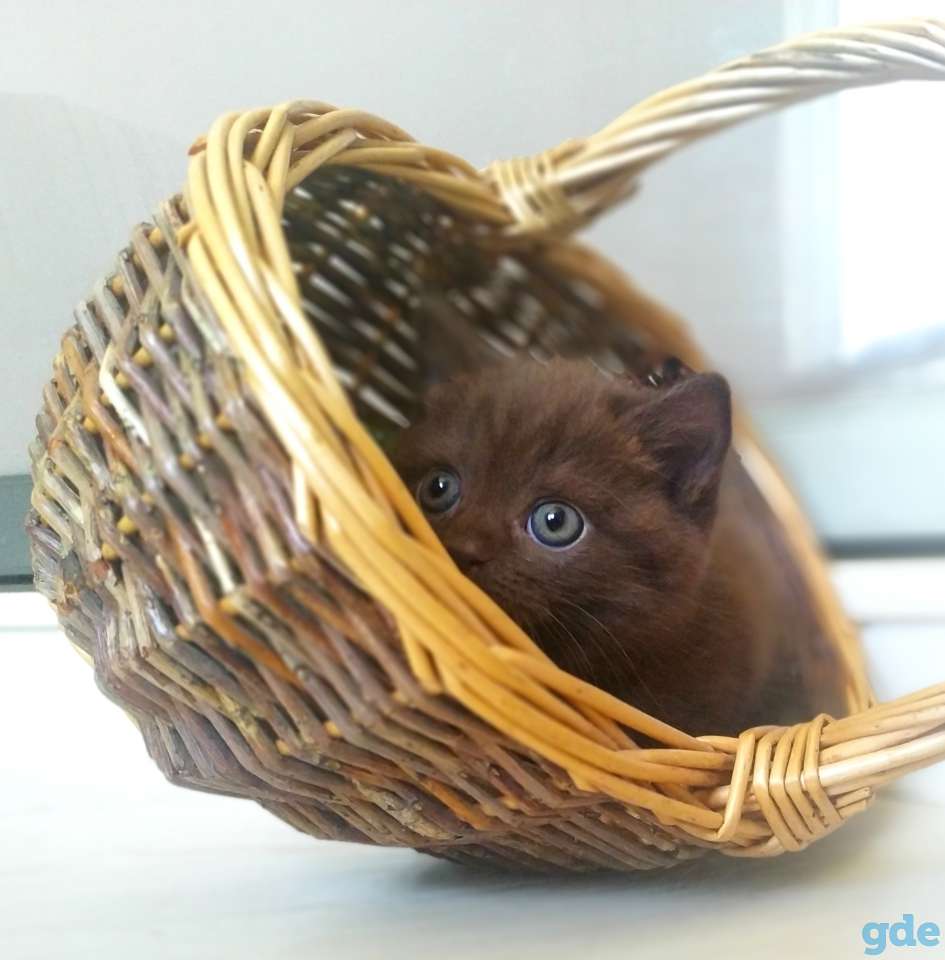 Британский котенок от папы чемпиона, фотография 1