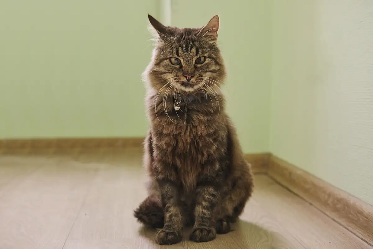 Умный молодой кот Шурик в дар, фотография 2