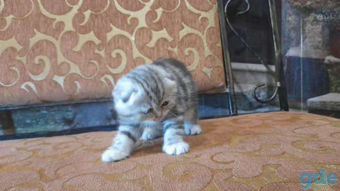 котята шотландские, фотография 6