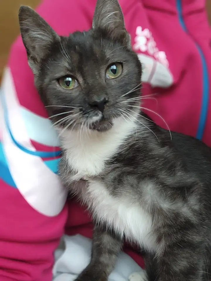 Котенок Зеленоглазая девочка, фотография 1