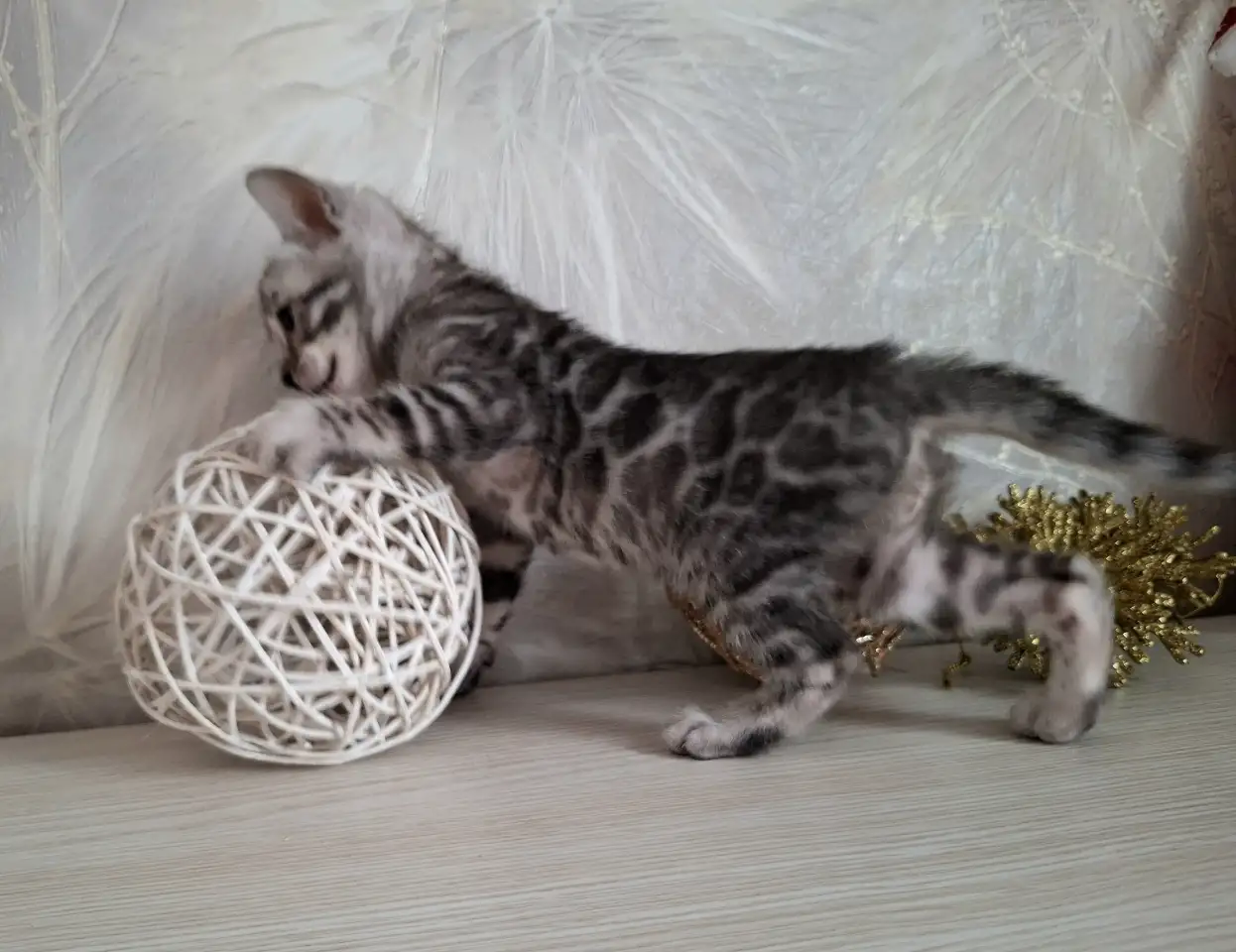 Бенгальские котята, фотография 2
