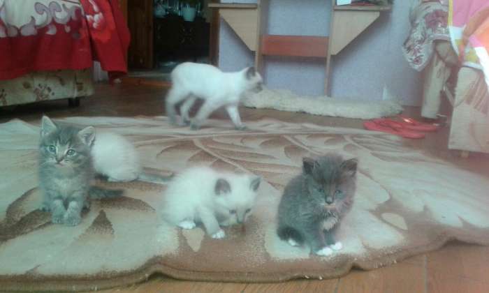 Отдам котят в хорошие руки)), фотография 1