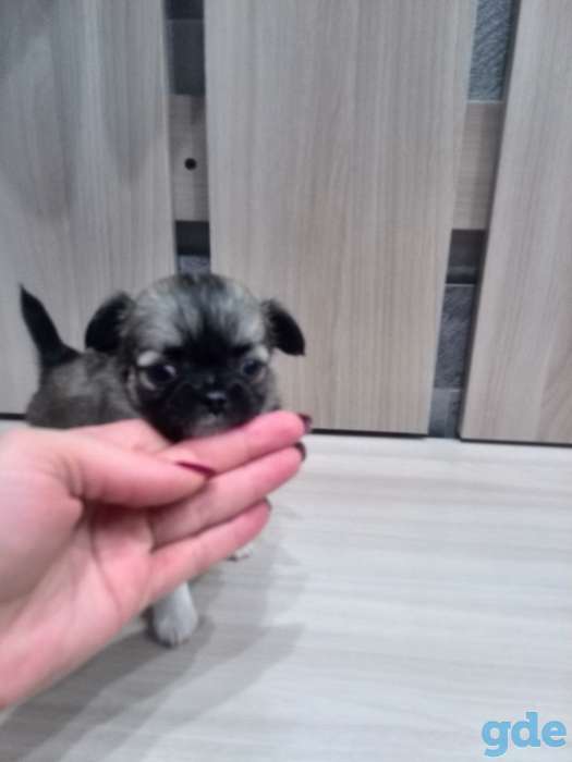 Чихуахуа, фотография 3