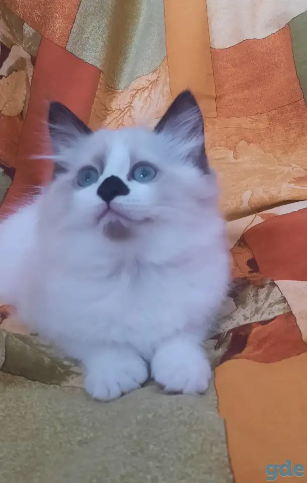 КОТЯТА  РЭГДОЛЛ, фотография 7