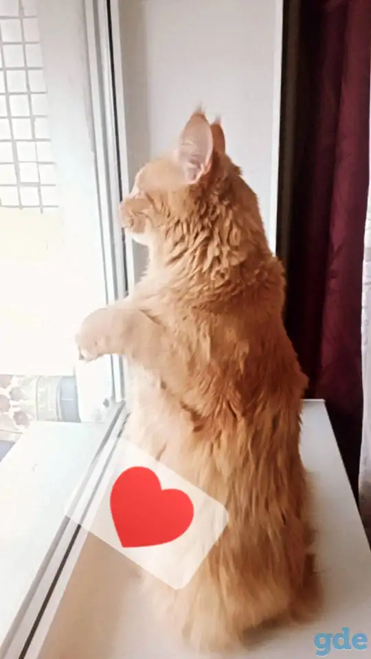 Продам кота МейнКуна, фотография 1