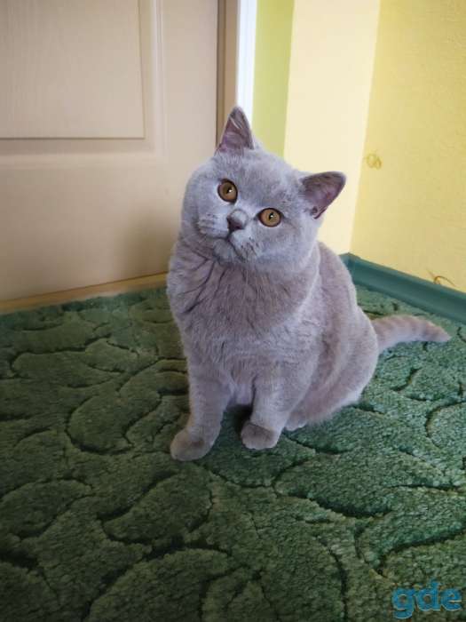 Британские котята, фотография 1