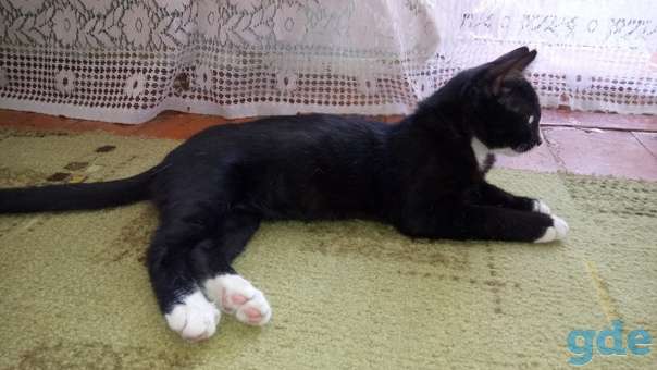 Котенок ищет дом, фотография 2