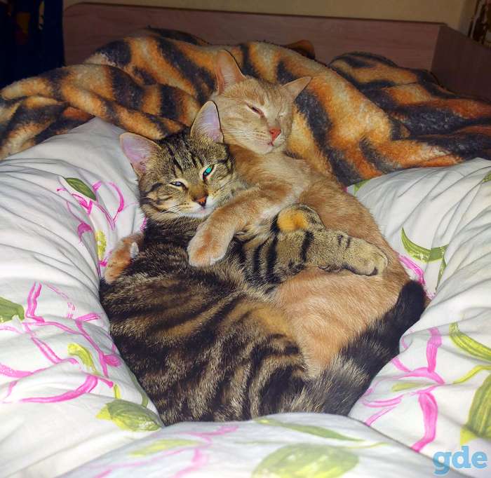 Котик в добрые руки, фотография 4