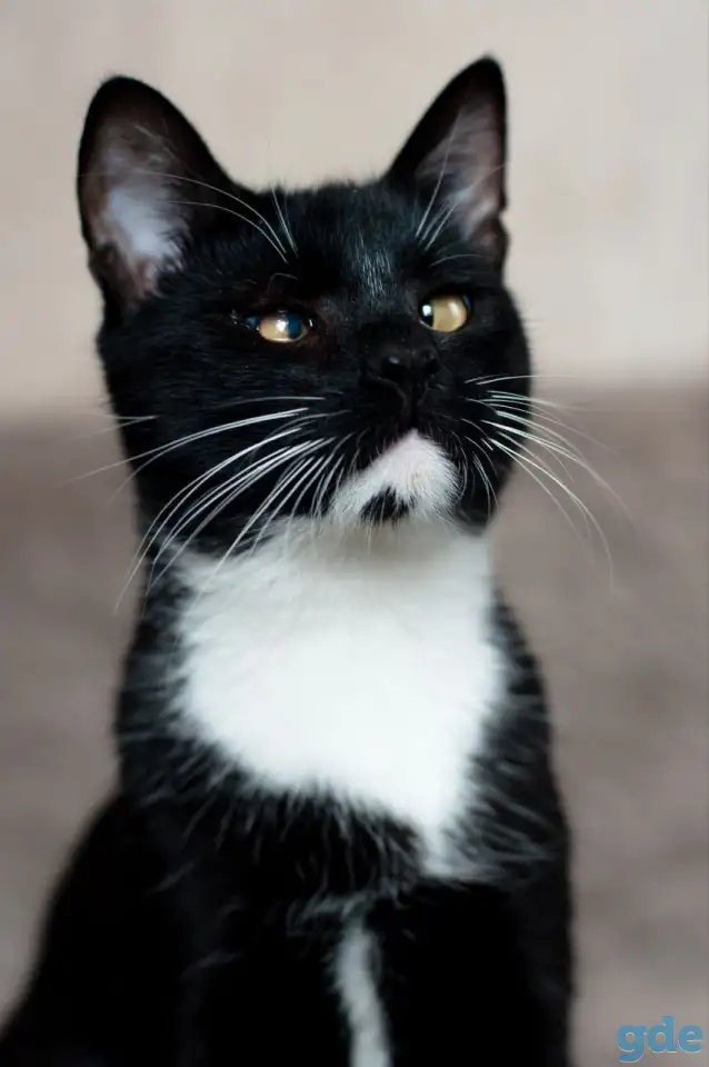 Котик в дар, фотография 1