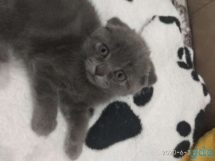 Продаются котята., фотография 1