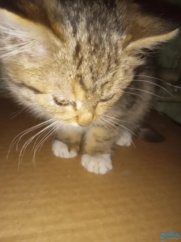 Найден котёнок, фотография 4