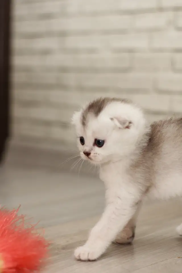 Котята шотландские, фотография 7