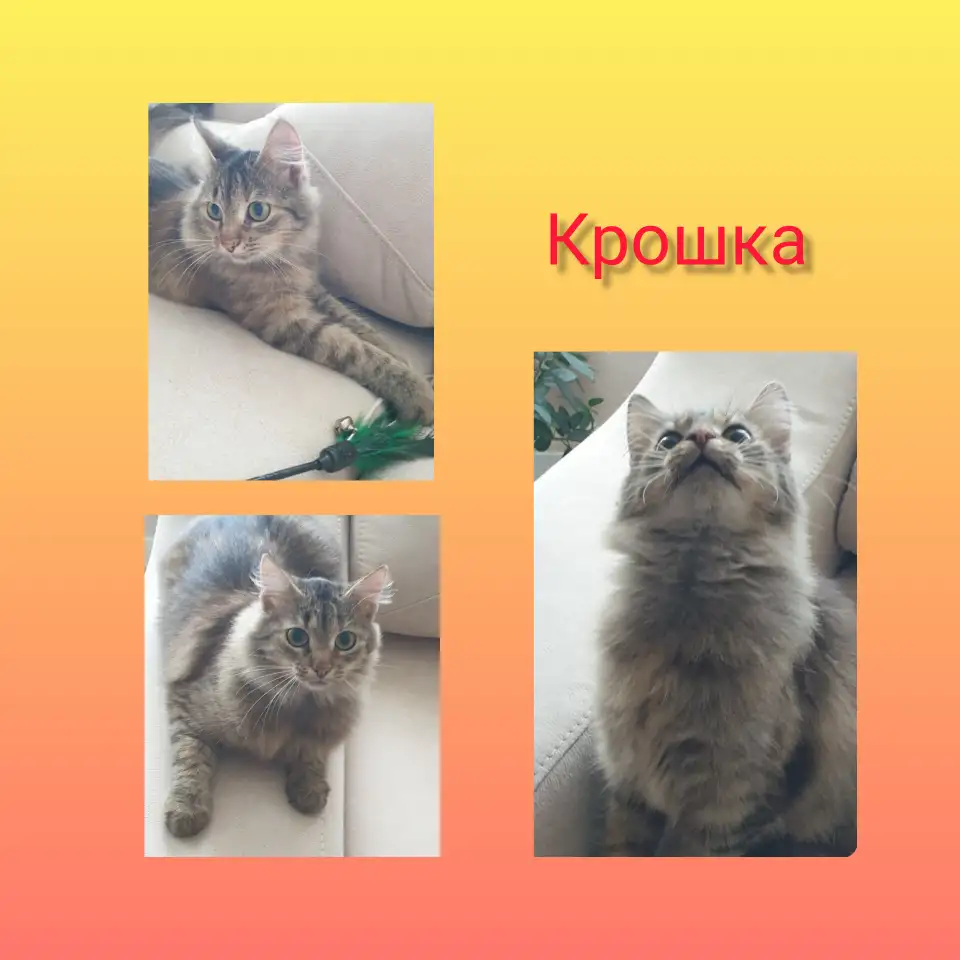 Крошка в дар, фотография 1