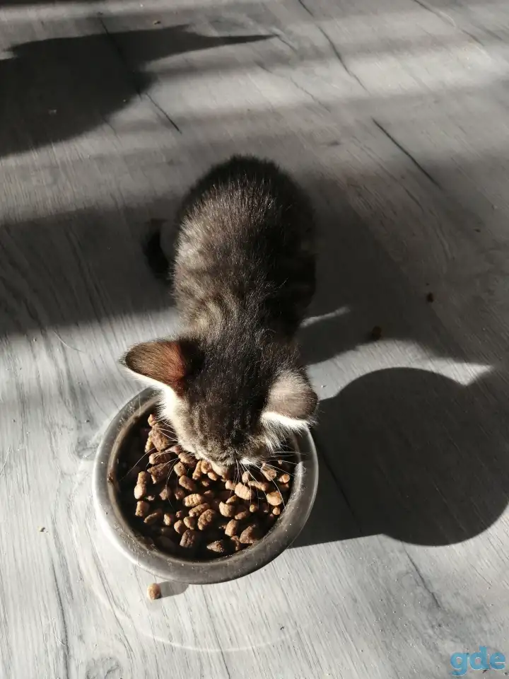 Отдам котят в хорошие руки, фотография 2