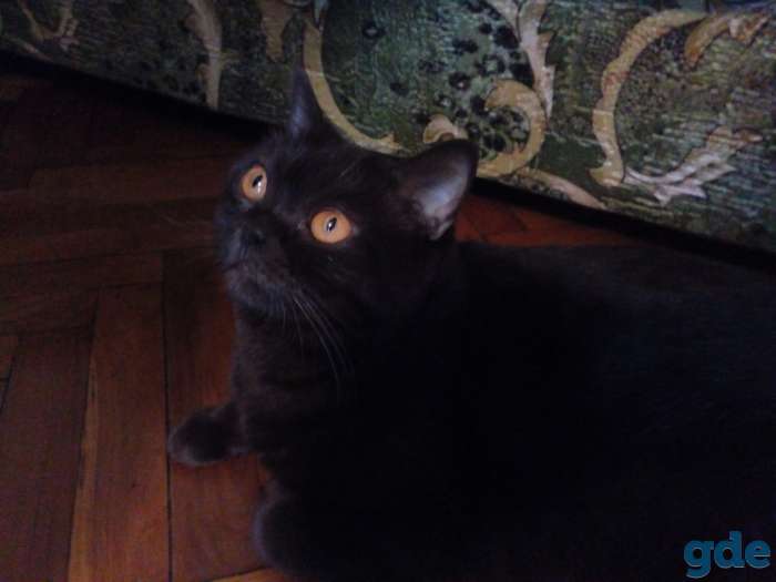 Британские котята, фотография 4