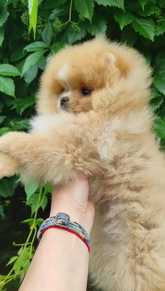 Померанский шпиц, щенки. Мини мишки, фотография 2