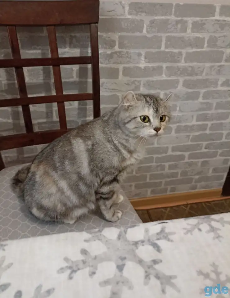Котята Американский кёрл, фотография 7