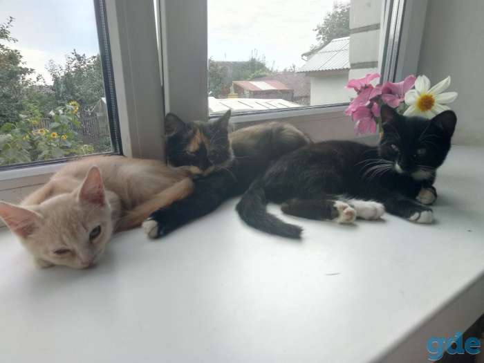 котята, фотография 2