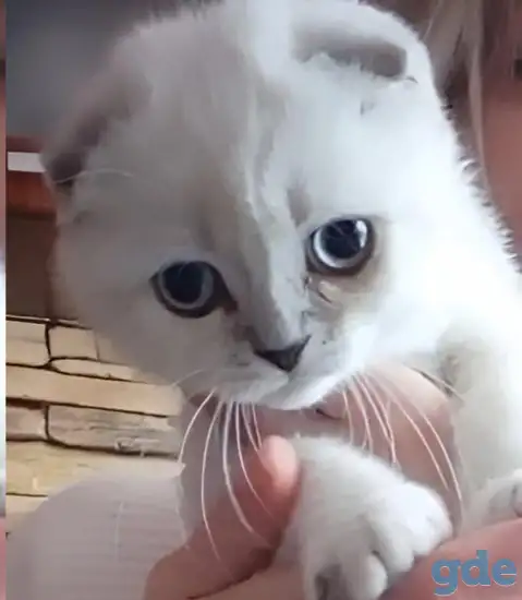 Шотландские котята, фотография 5