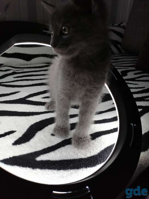 Русские голубые котята, фотография 3