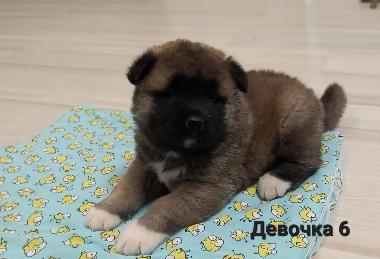 Продам щенков Американская Акита, фотография 3
