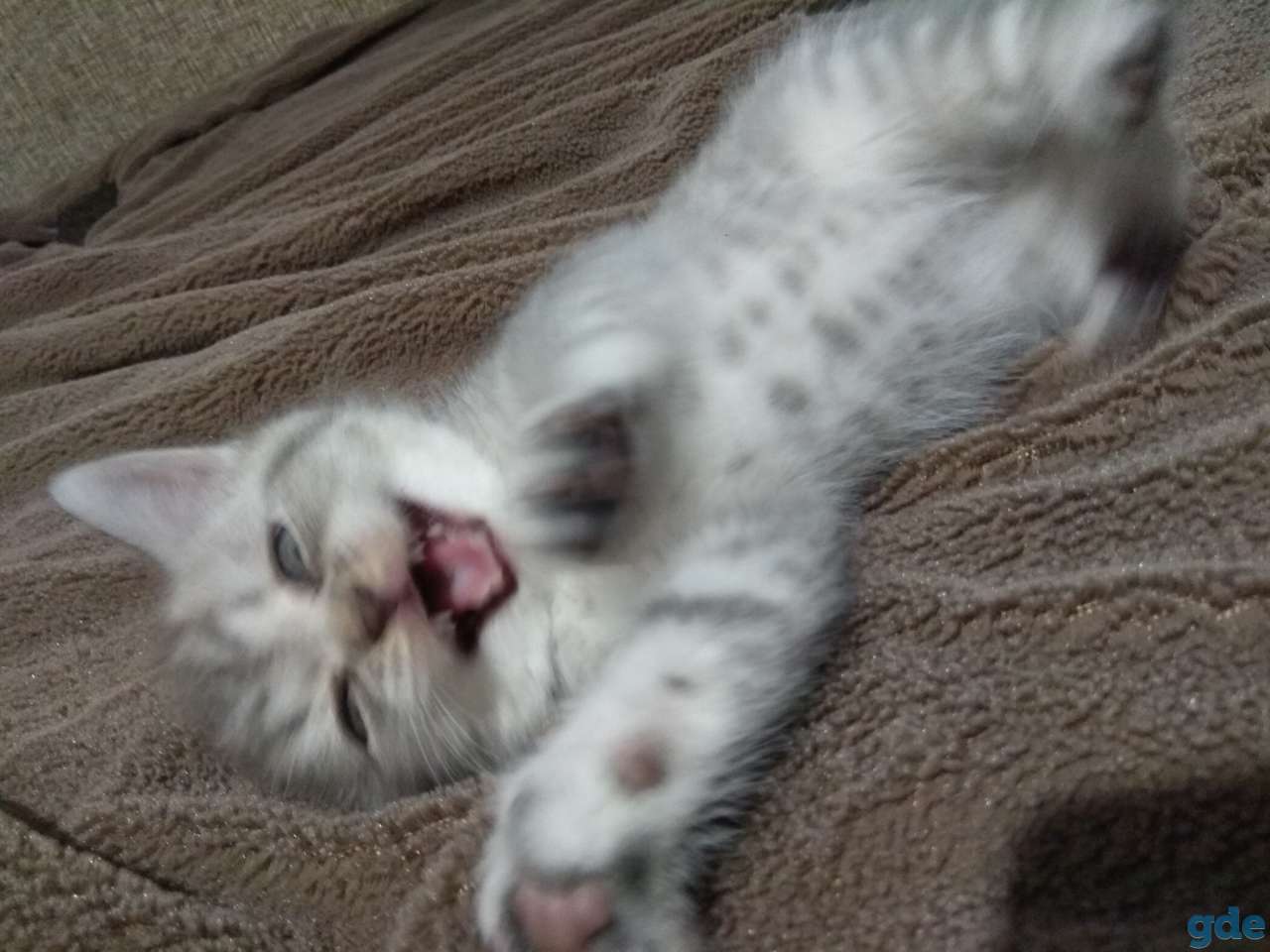 Шотландские котята, фотография 10