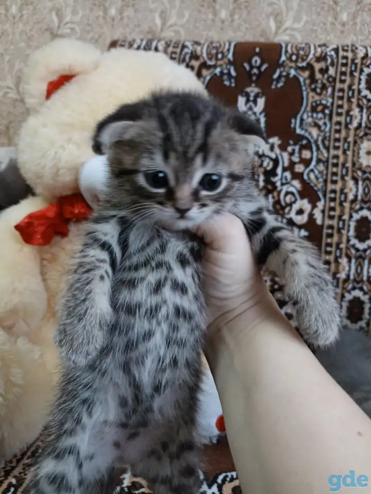 Шотландские котята, фотография 3